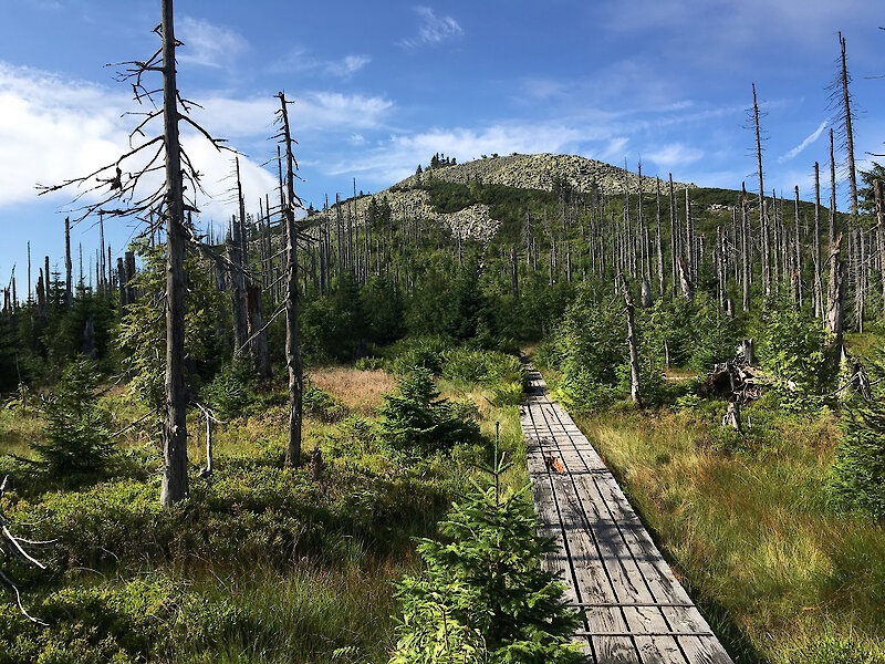 Urlaub am Nationalpark Bayerischer Wald